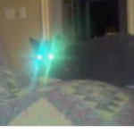 'Eyes Of The Beaming Cat'