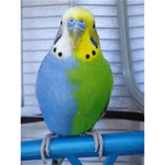 budgie fan group