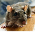 Rat_Kingdome