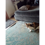 RoxyRex