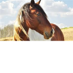 Horses ♥ Group Thumbnail