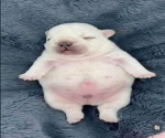 pibbleluv