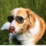 AwesomeAshleyPup
