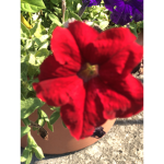 Floweit