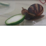 Snail-Nation