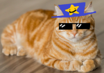 cats are the besto cops