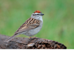 Chipping Sparrow