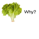 Why lettuce?