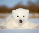 PxlerBear's group