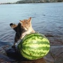 watermelon slicers