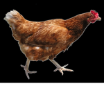 The Awesome Chickens!