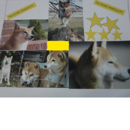 The Doge Hangout