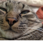 goober chat