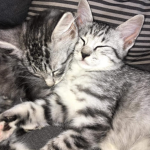 Chilli&Gimli