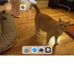 Kitty cat army:D