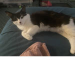 My cat account