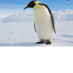 Pen Penguin squad pen