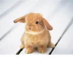 Wuvers of Bunnys