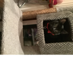 The Odin and pepper cat group