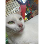 LaLy_Kc