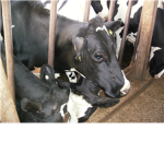 Cow loverz
