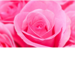 PINK (official)