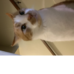 Join If You Like Kittens