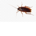 Cockroach army!