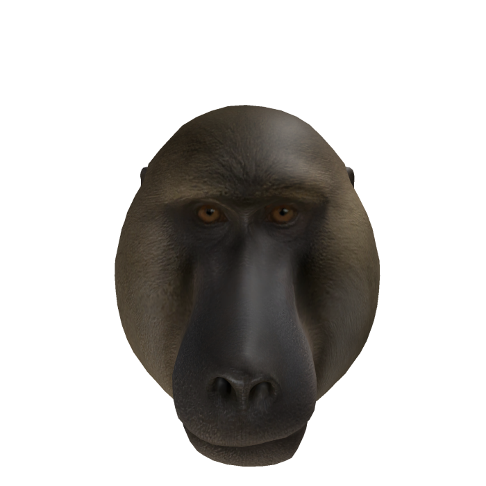 mandrill monkey chinese head