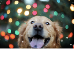 Doge the Dude