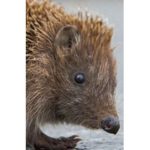 Hedgehog masterpiece club