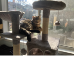 #I luv cats