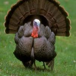 Raise a PAVO Pre beta