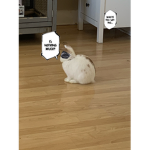 Little Ghost