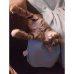 KittyCatClubKittyCat