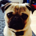 MLG PUGS