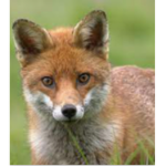 Clever Fox Studios