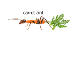 Carrot Ant Army