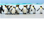 penguins are the best:)
