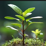 Ramitas de Plantita