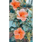 Tropicalxx