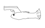 Fish and stuff