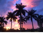 Paradise Cartel