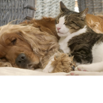 Cats and dogs fan club group
