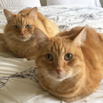 cat loaf gang