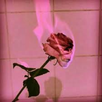 <3 Aesthetic Roses <3