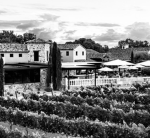 De Conti Vineyard