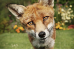 Fox Gaming [UNOFFICIAL] Fan Group