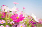 Daisys and flowers