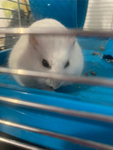Gruppo cute di ciccina il mio criceto